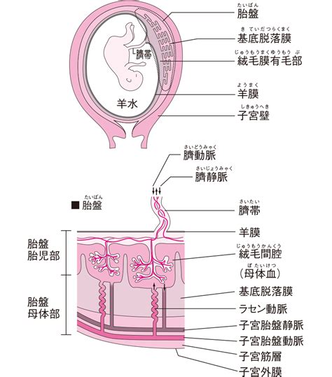 胎盤|【助産師監修】胎盤の役割とは？ 構造とはたらき、。